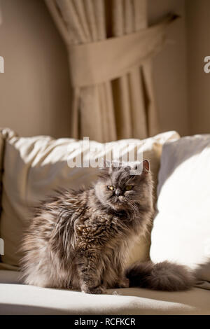 Vertical shot of fluffy gray persian cat sitting on beige sofa. Shot with harsh light Stock Photo