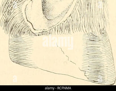 . Weber, Säugetiere. 24 Stock Photo - Alamy