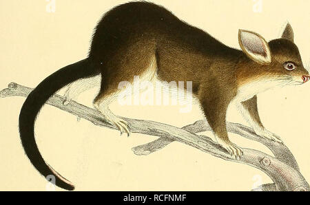 F X 5 A F A 5 J Gt Wj Gt Pkalaiigislaliypoleucos Agii Webfff Cs 7i U Gt Fsc Stock Photo Alamy