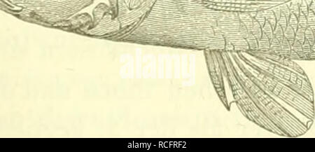 . Die S©sswasserfische der ©streichischen Monarchie mit r©cksicht auf die angr©Þnzenden l©Þnder. Freshwater fishes -- Austria. . Please note that these images are extracted from scanned page images that may have been digitally enhanced for readability - coloration and appearance of these illustrations may not perfectly resemble the original work.. Heckel, Jakob; Kner, Rudolf. Leipzig : W. Englmann . Die S©sswasserfische der ©streichischen Monarchie mit r©cksicht auf die angr©Þnzenden l©Þnder. Freshwater fishes -- Austria. . Please note that these images are extracted from scanned page images that may have been digitally enhanced for readability - coloration and appearance of these illustrations may not perfectly resemble the original work.. Heckel, Jakob; Kner, Rudolf. Leipzig : W. Englmann