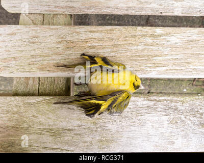 Dead adult male European siskin, Spinus spinus, lying on wooden table after flying into window, Netherlands Stock Photo