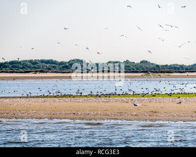 Group of sandwich terns, Sterna sandvicensis, in nature reserve south of Rotterdam, South Holland, Netherlands Stock Photo