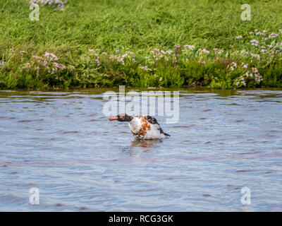 Common shelduck, Tadorna tadorna, shaking off water in pool in nature reserve on Texel, Netherlands Stock Photo