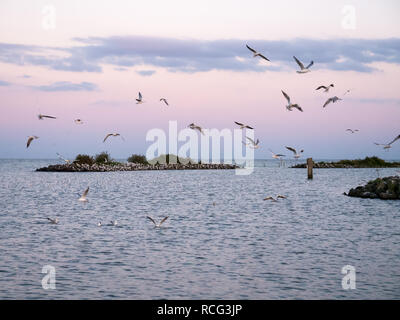 Group of black-headed gulls flying over breakwaters of artificial island De Kreupel in IJsselmeer lake, Noord-Holland, Netherlands Stock Photo