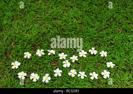 fallen white plumeria flowers arranged in infinity symbol on grass meadow Stock Photo