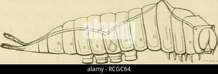 . Die Schmetterlinge Europas. Lepidoptera; Caterpillars. Fis- ^''- Bauchseite der letzten Hinlerleibsringe einer Agrolis- raupe. Die Wurzfu sind iliirch Kreischen mit Stricli angegeben; die ersten Anlügt-n der äusseren Genitalien auf den letzten heiden (;(?) Segmenten -ichtbar Die Ziffern bedeuten die Se^mentzablen. Das scbralfiert wiedei-gegebene Seg- ment XIV nitht bezeichnet. Häkchen besetzt ist, welche einwärts gebogen und zum Umfassen von Gegenständen eingerichtet sind: Klammerfüße, pedes semicoronati. Solche haben die Raupen gerade der Familien, welche frei auf den Nahrungspflanzen leben Stock Photo