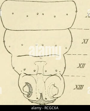 . Die Schmetterlinge Europas. Lepidoptera; Caterpillars. xxvm Abriß der Geschichte der Schmetterlingskunde.. Fis- ^''- Bauchseite der letzten Hinlerleibsringe einer Agrolis- raupe. Die Wurzfu sind iliirch Kreischen mit Stricli angegeben; die ersten Anlügt-n der äusseren Genitalien auf den letzten heiden (;(?) Segmenten -ichtbar Die Ziffern bedeuten die Se^mentzablen. Das scbralfiert wiedei-gegebene Seg- ment XIV nitht bezeichnet. Häkchen besetzt ist, welche einwärts gebogen und zum Umfassen von Gegenständen eingerichtet sind: Klammerfüße, pedes semicoronati. Solche haben die Raupen gerade der  Stock Photo