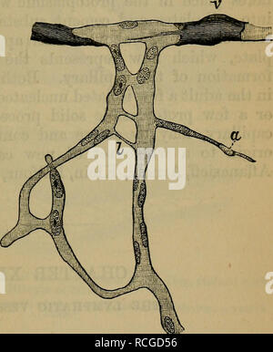 endothelium of capillaries