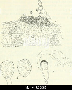 . Die Pilze Böhmens. Botany; Fungi. 87 99. Piiccinia ^himarum (Schmidt) Eriksson et Heuning. Spermogouien uud Aecidien bisher unbekannt. Uredolager 0-5—1 mm lang, 0-3—0-4 »i»t breit, blattbeiderseits oder auf den Blattscheiden, in Reihen (bis 7 cm lang) stehend, manchmal zusaramen- tiiesseiid, auf den Spelzen auf der inneren Seite, staubig, zitrongelb; Sporen kuglig bis ellipsoidisch, 17—30 ;&lt; lang, 15—26 ^ breit, mit farbloser, entfernt stachliger Membran, 8—10 (manchmal sogar 12) Keimporen und orangerotem Inhalt.. Abb. 17. Puccinia glumarum. — 1. Schnitt durch eio Uredolager am Weizenblat Stock Photo