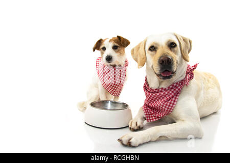 TWO DOGS EATING FOOD. LABRADOR AND JACK RUSSEELL LYING DOWN WITH A EMPTY BOWL. ISOLATED STUDIO SHOT AGAINST WHITE BACKGROUND. Stock Photo