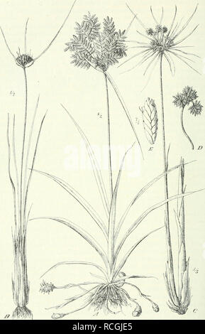 Fig 138 A Cyperus Esculentus L Ss C Kyllingioides Vahl C E C Flabelliformis Rottb Stock Photo Alamy
