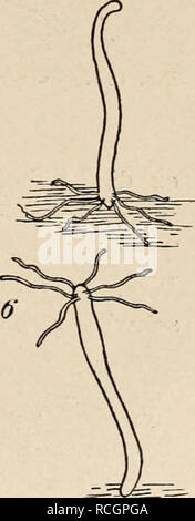 . Die Niederen Organismen : ihre Reizphysiologie und Psychologie. Invertebrates -- Behavior. . Please note that these images are extracted from scanned page images that may have been digitally enhanced for readability - coloration and appearance of these illustrations may not perfectly resemble the original work.. Jennings, H. S. (Herbert Spencer), 1868-1947. Leipzig : Druck und Verlag Von B. G. Teubner Stock Photo