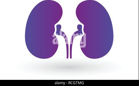 Simple kidneys purple gradient icon. Symbol and sign vector illustration Isolated on white Stock Vector