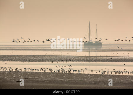 Terschelling Island, Waterfowl on mudflats. Low tide. Background traditional sailing ship, now used as sailing charter. Wadden Sea. Oosterend, The Net Stock Photo
