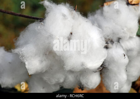 Baumwollpflanzen, Baumwolle, gyapot, Gossypium Stock Photo