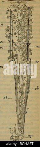 Elements of histology. Histology. chap, xxx.] Kidney, Ureter, and ...