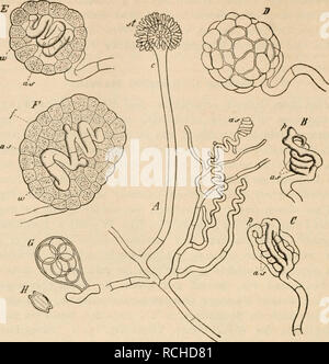 . Die pilze in morphologischer, physiologischer, biologischer und systematischer beziehung. Fungi. Die Pilze.. (B. 749.) Fig- HI- Entwickelung von Aspergillus repens (zugleich für A. glaucus geltend) nach de Bary. A Mycel- ast mit Conidienträger c und jungen Ascogonen a s. B Schraubiges Ascogon a s mit dem ersten Hüllzweig p und einem zweiten. C älteres Exemplar, die Zahl der um das Ascogon wachsenden Hüllzweige vermehrt. D Junges Perithecium von aussen gesehen. E Dasselbe. F anderes junges Perithecium im optischen Längschnitt, in E die Bildung des Füllgewebes be- ginnend, zi&lt;a die Aussenwa Stock Photo