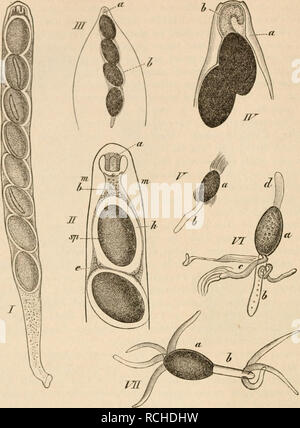 . Die pilze in morphologischer, physiologischer, biologischer und systematischer beziehung. Fungi. 92 Die Pilze. (B. 669.) F'g- 60. I 540 fach. Schlauch von Sordaria (Ilypocopra) Brcjcldii Z. mit seinen 8 halbreifen Sporen, welche verkettet sind durch die äussere vergallertcte Membranschicht der Sporen. II 900 fach. Oberes Ende eines solchen Schlauches, in Jod liegend. a Die weit in den Schlauch hinein vorspringende Kingfalte, im optischen Durchschnitt wie zwei Zapfen erscheinend, b Epiplasma- masse, welche als Vcrankerungsmittel fungirt, aber sich infolge der Einwirkung des Reagens aus dem Sc Stock Photo