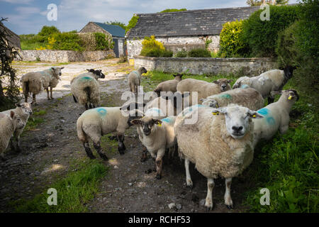 Ruan, County Clare, Ireland Stock Photo