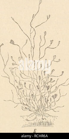 Fig 252 Rhoicosphenia Curvata Kutz Grun A B Selialenausicm A Mit Raphe B Mit Pseudoraphe G Gurtel Ansicht 600 1 D Auxosporenbildung 0 1 E Rasen Gestielter Zellen 100 1 F J Zelle Mit