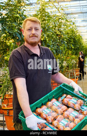 An Islenskt Grænmeti (Icelandic Vegetables) worker holding a crate of freshly picked and packed tomatoes grown in their geothermal greenhouses. Stock Photo