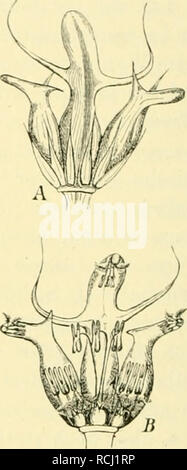 . Die mutationstheorie. Versuche und beobachtungen über die entstehung von arten im pflanzenreich. Plants; Evolution (Biology); Hybridization, Vegetable; Evolution. Fig. 6. Hordeum trifurcatum, die Nepaul-, Gabel- oder LöÖelgerste (dreireihige Sorte). Die Sorte ist seit alten Zeiten völlig constant, aber in der Länge der Anhängsel ihrer äusseren Spelzen sehr va- riabel. Diese sind am Gipfel monströs dreizackig, die Zacken sind häutig, nicht starr wie Ge- treidenadeln ; der mittlere Zacken ist kapuzenförmig.. Fig. T. Hordeum trifurcatum, Gabel- oder Löffelgerste. Ein einzelnes Seitenährchen, ^4 Stock Photo