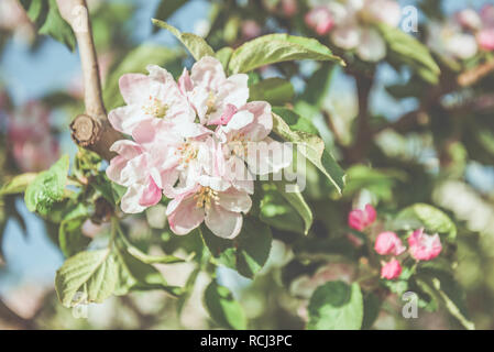 Picture of beautiful tree blossom, abstract natural background, spring day, little pink flowers on tree branch, blurred background blue sky and green  Stock Photo