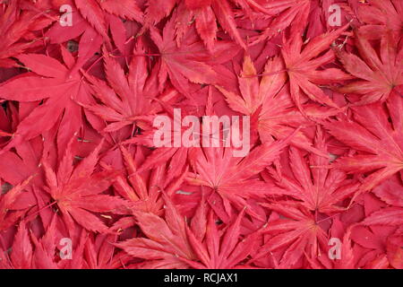 Acer palmatum 'Osakazuki' display of vibrant autumn colouring.. UK Stock Photo