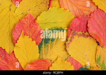 Hamamelis x intermedia. Vibrant autumn witch hazel leaves Pictured:  hamamelis x intermedia 'Ruby Glow', 'Pallida' and 'Prima Vera'. Stock Photo
