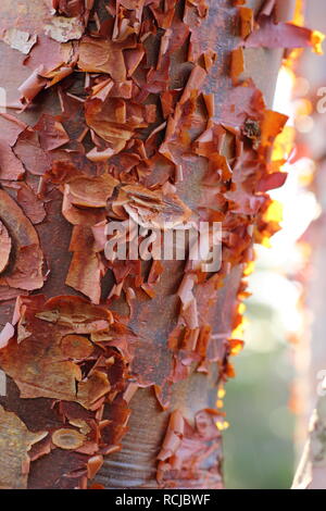 Acer griseum. Tree bark. Peeling bark of the Paperbark Maple tree lit by winter sun, UK Stock Photo