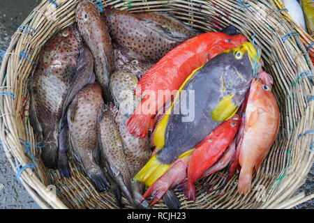 Fresh grouper fish on basket at fish market Stock Photo