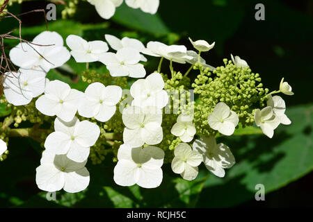 oakleaf or oak leaved hydrangea, hortensia, Hortensia à feuilles de chêne, tölgylevelű hortenzia, Hydrangea quercifolia Stock Photo