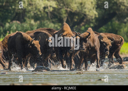 European bison / Wisent (Bison bonasus) in the water. San river. Bieszczady Mountains. Poland Stock Photo
