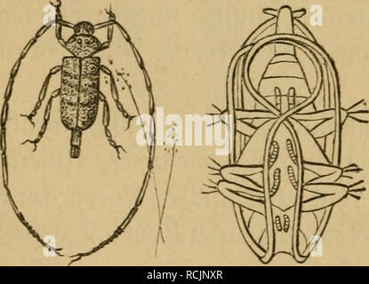 . Die Insekten. Entomology. gig. 186. 3ur richtigen Seiirt^eifung biefer [013. „gern ei fetten&quot; puppen ift ein Ouerfdjnitt (?5ig. 188B), am beften g(eid) flinter ber 33rnft, 5ur §anb gu nehmen. Tlan fie()t I)ier an ber S3anc]£)|&quot;eite, gnpifcl^cn ben (appenartigen f^IügcU fdjeiben (Fl), nic^t tpeniger al§ acf)t in eine obere unb untere Ü^ei^e georb:= nete ^urd^fifinilte t»on röl)^ renartigen S^itinfuttera^ (en, im 3tt«ei'^n niit hm entfpred^enben (imagina^^ (en) SSeid^gebitben. S^ie obere, eng gefd)[offene S^teÜ^e enf^ätt bie brei SSeinpaare unb gföar }o, 'iia^ bie §interfü§e (Ba) gu  Stock Photo