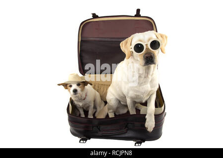 TWO DOGS GOING ON VACATIONS. JACK RUSSELL AND LABRADOR INSIDE A RED VINTAGE SUITCASE. ISOLATED SHOT AGAINST WHITE BACKGROUND. Stock Photo