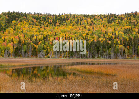 The fall colours of woodland reflects in water on the Gaspé Peninsula of Quebec, Canada. The foliage has turned golden in colour. Stock Photo