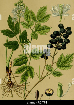 . Die Giftpflanzen Deutschlands. Poisonous plants. Tafel 46.. Christophskraut. Actaea spicata L 1 Wurzelstock. 2 Blühender Sproß. 3 Blüte. 4 Fruchtblatt und Staubblatt. 5 Fruchttragender Sproß. 6 Beere, quer durchschnitten. 7 Same, vergr. und nat. Größe. 3, 4, 6 vergr.. Please note that these images are extracted from scanned page images that may have been digitally enhanced for readability - coloration and appearance of these illustrations may not perfectly resemble the original work.. Esser, Peter, 1859-. Braunschweig, F. Vieweg Stock Photo