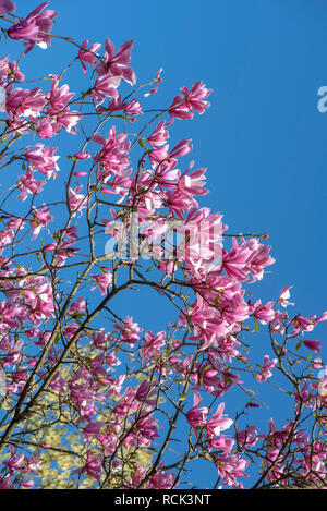 The beautiful vibrant pink flowers of the spring flowering Magnolia 'Spectrum' against a bright blue sky Stock Photo