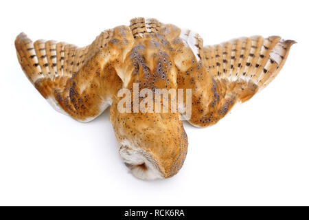 dead barn owl, died by accident with a car Stock Photo