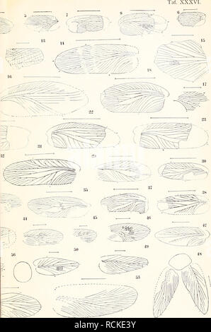. Die fossilen insekten und die phylogenie der rezenten formen; ein handbuch. Insects, Fossil. . Please note that these images are extracted from scanned page images that may have been digitally enhanced for readability - coloration and appearance of these illustrations may not perfectly resemble the original work.. Handlirsch, Anton, 1865-. Leipzig, W. Engelmann Stock Photo