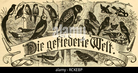 . Die Gefiederte Welt. Birds. 3eitft^rift für ^SogellicO^ttbcr, Mä^kt uiii) *§äuDIer. Scftelluiifleii bunt jcSc 53ii(i)- ioiiMunfl foiuie jfJe ^Joftnnftnlt. 'S reis tiicrtcliölirlui) 3 ü)inrf. 9Böd)cntlid) eine ätummEt. §erau«gegeben bon Dr. ftarl Kuß. an^Eigen roct^en bie flefpaltne «IJetiticile mit 25 i'ffl. beredinel uiib ?*el&quot;tclliinflcii in Dcc ISjpeöition unb Slcbttftion cntflcflenflenommen. Ar. 14. ßtxlin, im 7. ^pril 1881. X. ^»aljrgong. 3nM I t: Ser Uftu. !?ic ^popaijcicn uoii Snraluat. Cniiifiologifrfie Seltenheiten be« öroMjcrjoglidjen !Ohifenm jn J^nnn- ftnbt. 3)ie •'öilffmitt Stock Photo