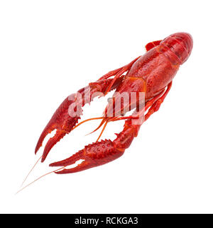 Fresh boiled red crayfish, isolated on white background. Top view Stock Photo