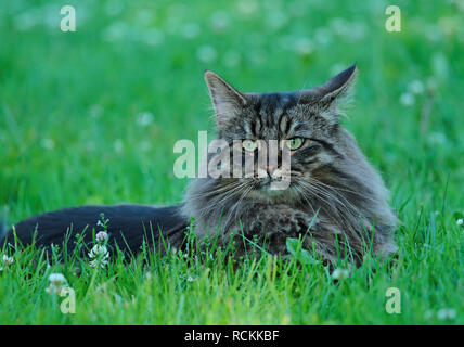 Norwegian forest cat male lying on grass Stock Photo