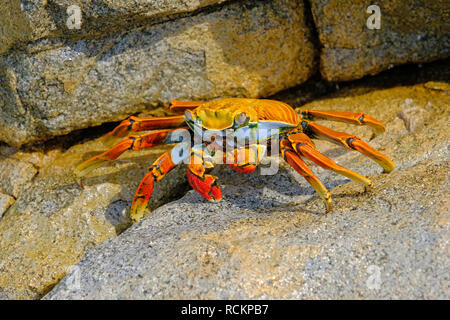 Beautiful Sally Lightfoot Crab, Grapsus grapsus, on rocks, Pacific Ocean Coast, Tocopilla, Chile Stock Photo