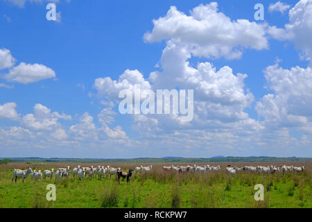 Nice herd of free range cows cattle on pasture, Paraguay Stock Photo