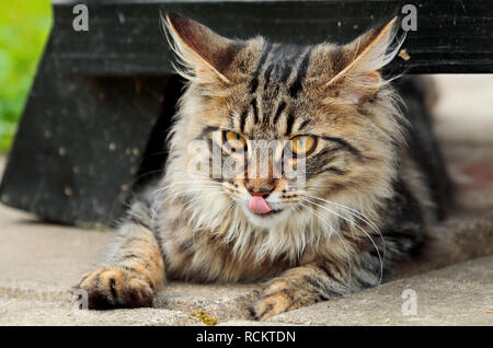 Norwegian forest cat female lying under a bench Stock Photo