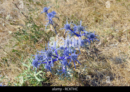 flat sea holly, blue eryngo, Flachblatt-Mannstreu, Flachblatt-Edeldistel, Flachblättriger Mannstreu, kék iringó, Eryngium planum Stock Photo