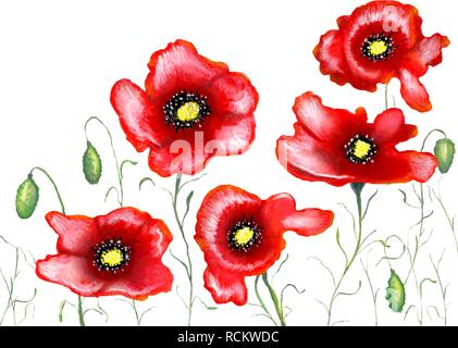 Red poppies on a white background, watercolor painting, vector illustration. Stock Vector