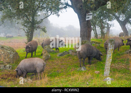 Iberian pigs in the meadow. Los Pedroches valley, Cordoba province, Andalucia, Spain. Stock Photo