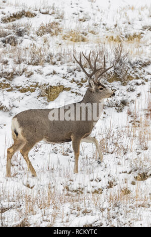 Mule Deer, Odocoileus hemionus, buck with antlers during a wintry November in the South Unit of Theodore Roosevelt National Park, North Dakota, USA Stock Photo